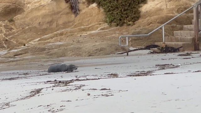 С Виталей отдыхаем в г. Монтерей Калифорния.17 МИЛЬНАЯ ЗОНА. ПАРК.ОКЕАН. ПРИЯТНОГО ПРОСМОТРА. смотреть онлайн