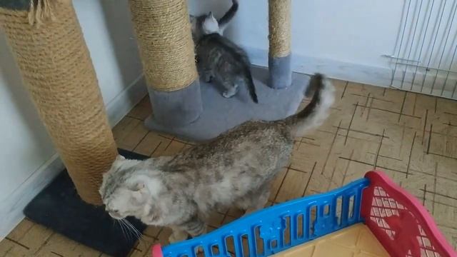 ШОТЛАНДСКИЕ КОТЯТА БЕСЯТСЯ ? СМЕШНЫЕ КОТЯТА СКОТТИШ СТРАЙТ ? ПРИКОЛЫ С КОТЯТАМИ 2020 смотреть онлайн