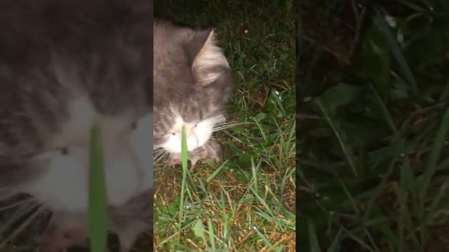 Нічне полювання кота