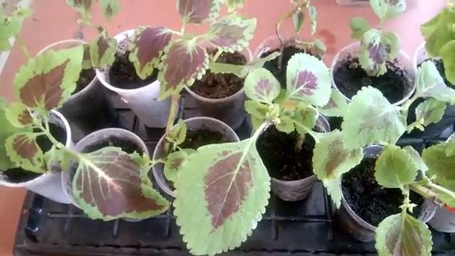 КОЛЕУСЫ/Посев семян/Черенкование вегетативных колеусов 2021/WHEELS Sowing seeds/RÄDER / Samen säen смотреть онлайн