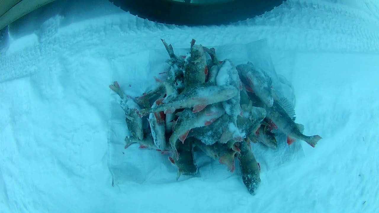 Рыбалка Окунь в глухозимье.mp4 смотреть онлайн