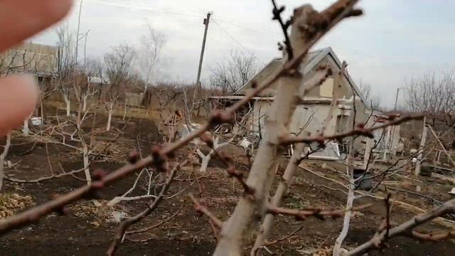 Плодовые почки абрикоса, как они выглядят. смотреть онлайн