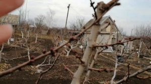 Плодовые почки абрикоса, как они выглядят.