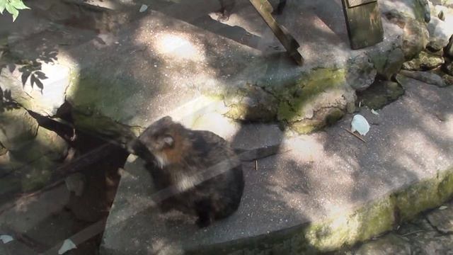 Крым(ч.10). Ялтинский контактный зоопарк "Сказка". смотреть онлайн