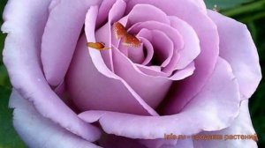 Роза плетистая Клайминг Блю Мун (rosa) ? обзор: как сажать, саженцы розы Клайминг Блю Мун