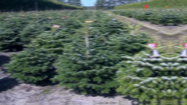 Выращивание саженцев пихт Нордмана в питомниках