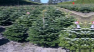 Выращивание саженцев пихт Нордмана в питомниках