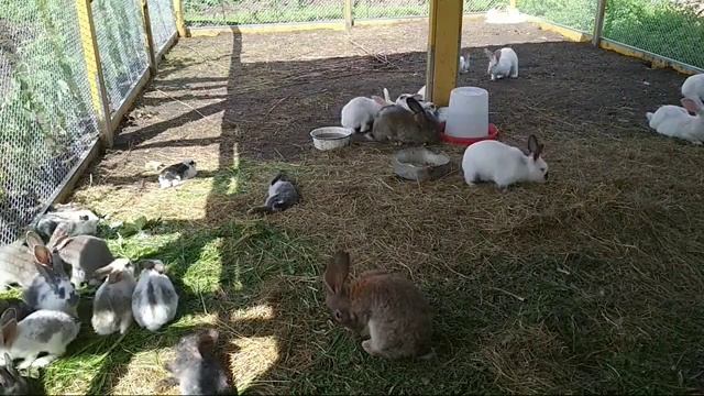 Жизнь Кролика В Вольере. смотреть онлайн
