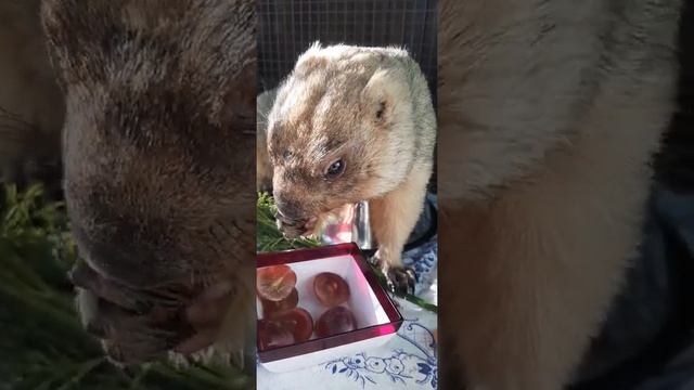 Гастрономические пристрастия Тошки смотреть онлайн