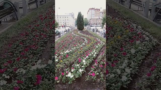 Петунии на клумбе в Тюмени! смотреть онлайн