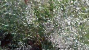 Гипсофила на моем участке