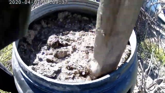 Выращивание инжира. Перспектива есть, но доходность туманна!))) Рынок инжира. смотреть онлайн