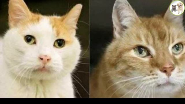 The woman took the cat from the shelter, and the next day she returned for the other смотреть онлайн