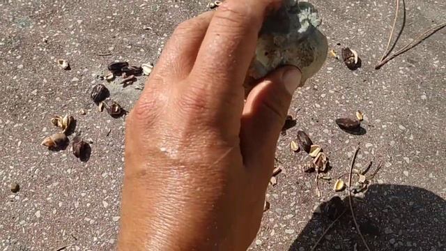 Tasty Pine Seeds, Mediterranian Domestic Stone Pine (Pinus pinea) смотреть онлайн