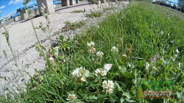 Красиво slow motion. замедленная съемка. Танец бабочек. смотреть онлайн