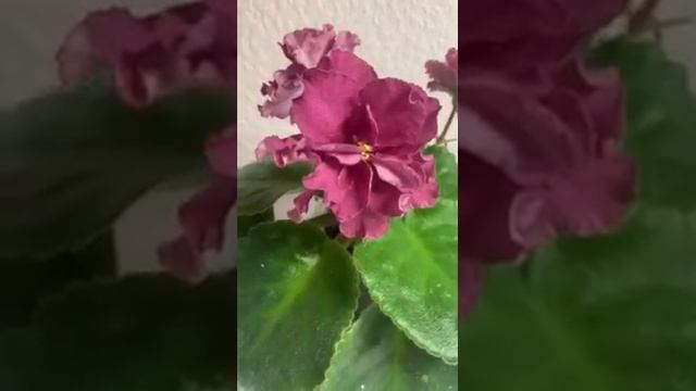 БР Красная Роза #фиалки #сортовыефиалки #фиалкацветёт #фиалкипочтой #цветы #цветок смотреть онлайн