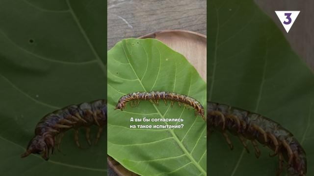 Видео не для впечатлительных ? смотреть онлайн