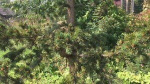 Ель колючая Лаки Страйк (Picea pungens Lucky Strike)