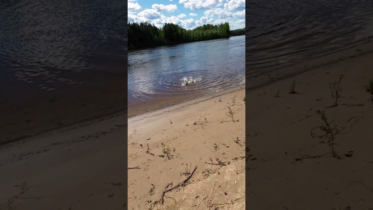 Щука 9 кг на жерлицу #рыбалка #щука #fishing #pike #pikefishing смотреть онлайн