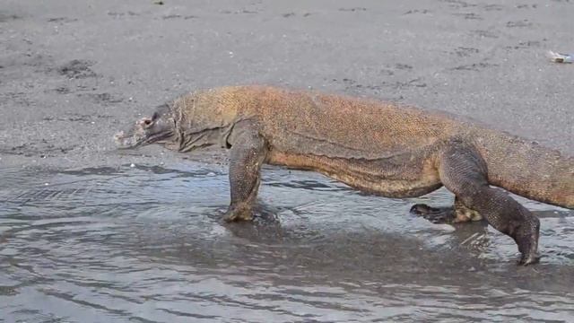 10 surprising facts|about komodo varanas смотреть онлайн