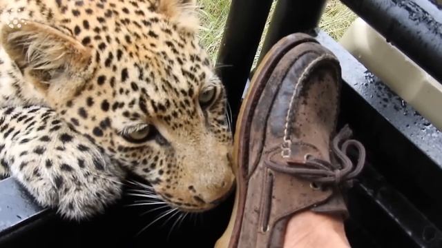 26 Incredible Safari Moments Caught on Camera смотреть онлайн