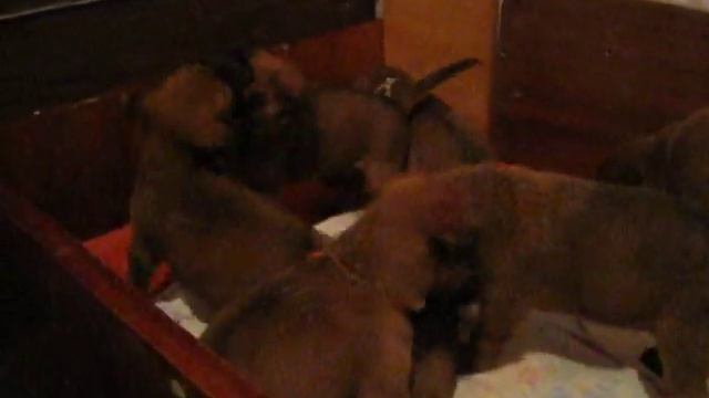 ирландский терьер-щенки/пит-к Дерзкая Душа смотреть онлайн