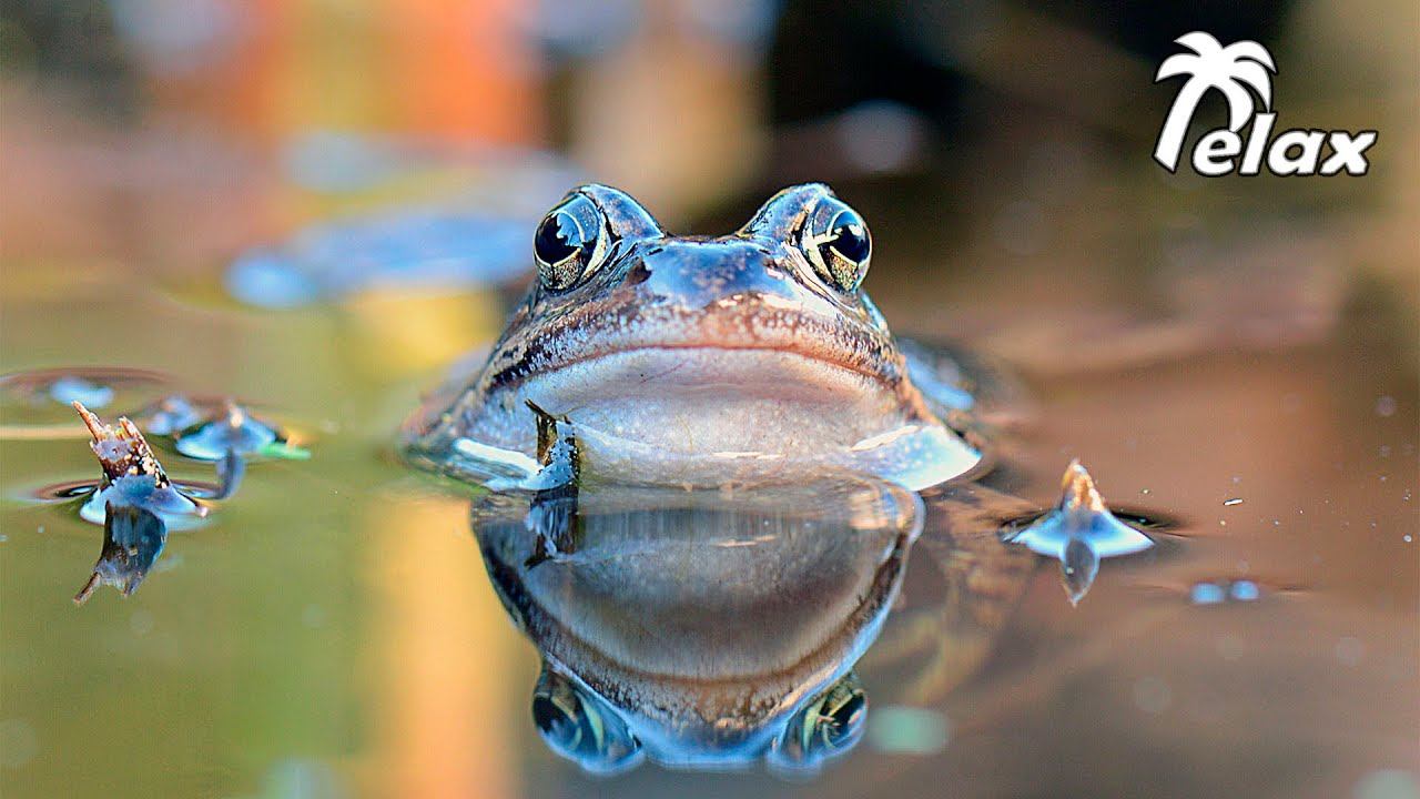 Frogs Sing and Spawn смотреть онлайн
