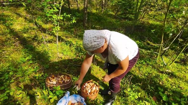 РЕКОРДНЫЙ ПОХОД В ЛЕС  ГРИБНОЙ БУМ 2023