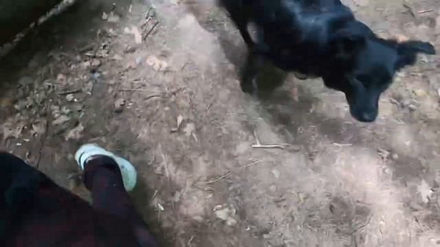 Тимирязевский парк. Прогулка с собакой. смотреть онлайн