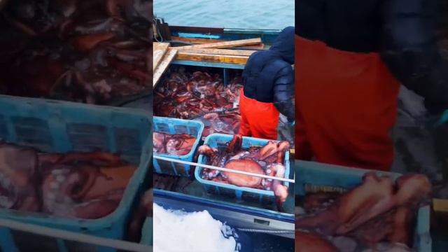 Много гигантского осьминога!!! Lots of giant octopus ! Море ! Рыбалка 많은 거대한 문어 巨大なタコがたくさん смотреть онлайн