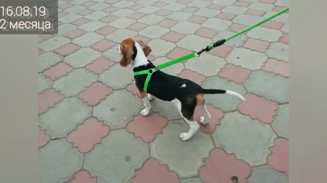 Рост эстонской гончей от 1,5 до 8 месяцев/ The growth of the puppy / Estonian hound смотреть онлайн