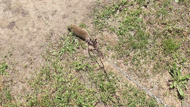 Попалась крыса .Вредители деревни. смотреть онлайн