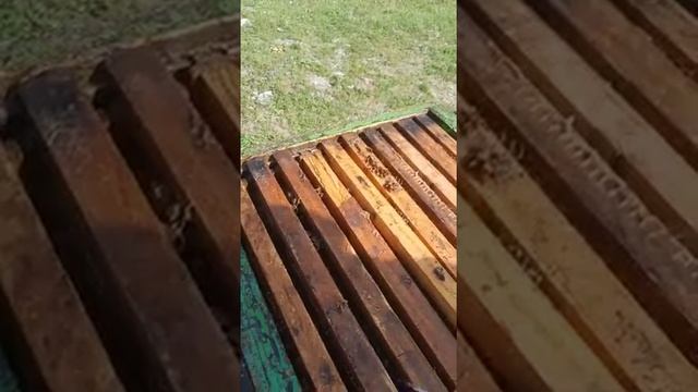 Обработка пчёл молочной сывороткой! смотреть онлайн