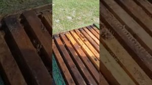 Обработка пчёл молочной сывороткой!