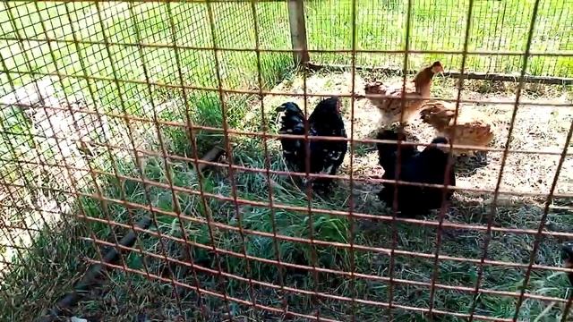 Летний вариант курятника для карликовых кур под названием "Я его слепила из того что было" смотреть онлайн