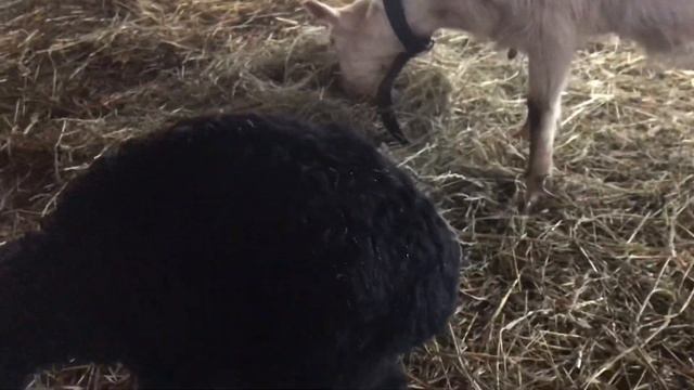 И снова козлы ?! Как запустить корову? смотреть онлайн