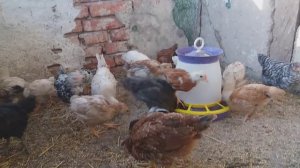 как визуально определить петушок или курочка в месячном возрасте / определение пола у циплят