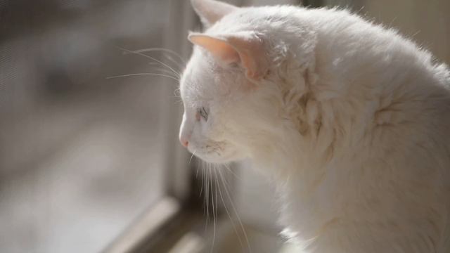 Кот и пиксельные рыбки. смотреть онлайн