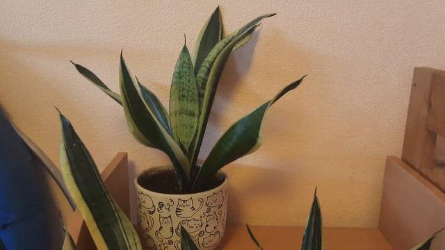 Сансевиерия Футура Суперба #сансевиерия #sansevieria #桑塞维里亚