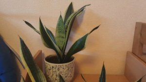 Сансевиерия Футура Суперба #сансевиерия #sansevieria #桑塞维里亚