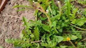 Настойка из одуванчиков