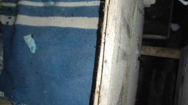 Пчеловодство.Зимовка в омшанике.Первая дотация в зимовнике.Пчёлы начали употреблять корма даю канди смотреть онлайн