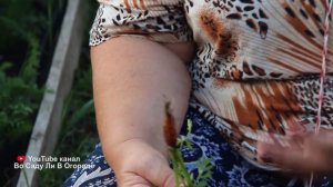 Дешевое аптечное средство от морковной мухи. Морковь растет здоровой, без вредителей! Работает 100%