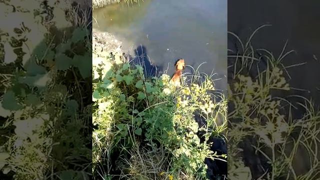 Плавающая такса смотреть онлайн
