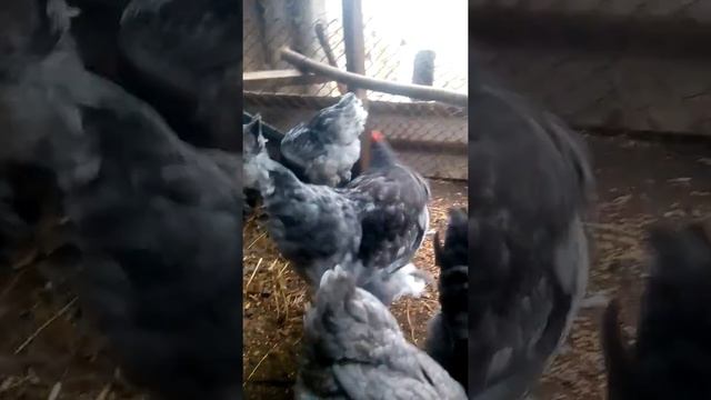 Куры породы ???;Брама голубая;???