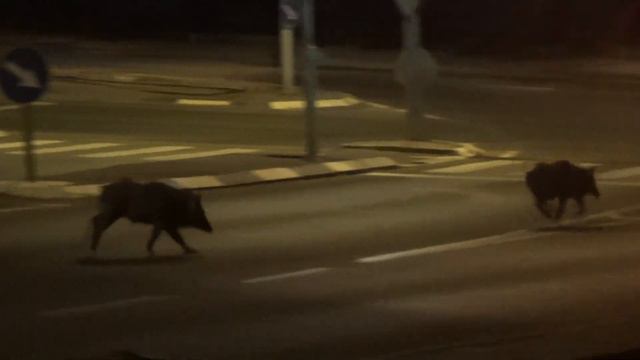 Boar Metal смотреть онлайн