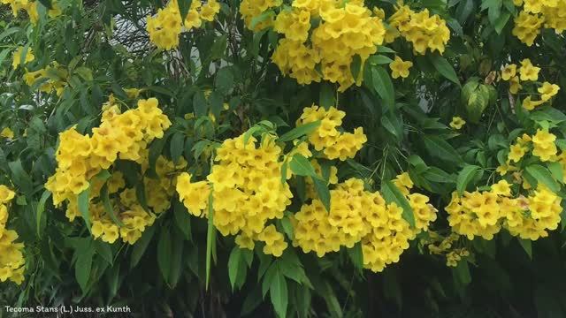 Tecoma Stans (L.) Juss. Ex Kunth | Flower Shrubs And Trees | ?? Panama |