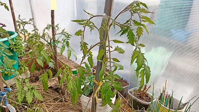 Обзор томатов, которые не нравятся как растут. Измеряем температуру грунта. смотреть онлайн