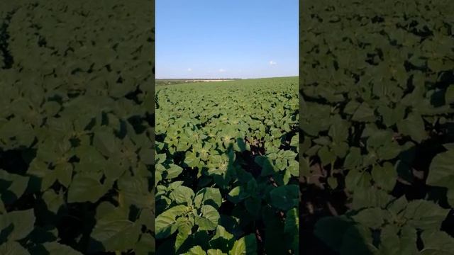 Кормим подсолнечник,поздний посев!!! смотреть онлайн