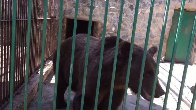 Дрессируем милого медведя! смотреть онлайн